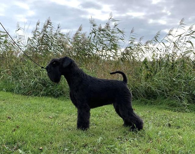 Ch Fixus Grace N´Lace, black miniature schnauzer in profile