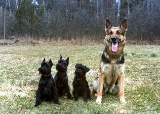 Malya Flipper, Malya Diky-Diky, Basirius Zaza och Triumph Elka 1976