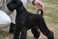 Ch Victorious Star Hope N´Glory, kallad Gloria