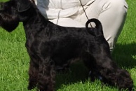 Ch Fixus Supreme Escort, kallad Sissel